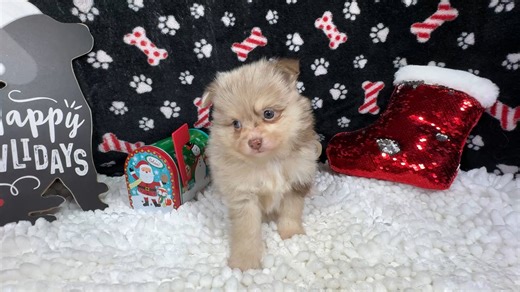 Pomeranian puppy for sale