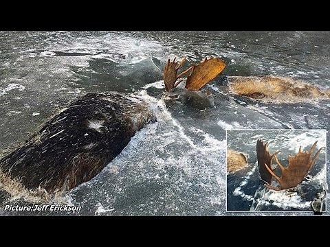 Two moose locked antlers in a fight, then froze together in a stream