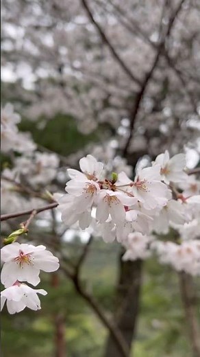 Japan’s 400 year old garden | Ritsurin Garden, Takamatsu, Japan #japan #栗林公園 #spring
