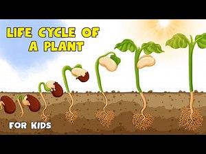 Life Cycle of a plant | Educational Video for kids