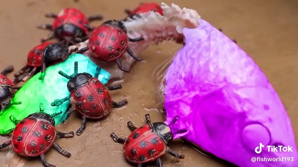 Cartoon Funny Animation Cute Tiny Crab - Stop Motion 다채로운 아기 물고기, 전기 뱀장어 - 메기 함정 무지개 잉어 #stopmotioncooking #fyp #fypシ #funny #cute #fishinglife #xuhuong #tiktok #indonesia #philippines #brazil #stopmotionanimation #stopmotion