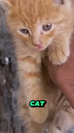 He Rescued a Kitten From an Owl, Then Found Another #animalrescue #amazing #shorts
