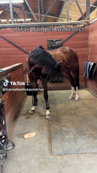 She’s ready for trials down in the desert 🙌 ##equestrian##horses##horse##showjumping##horsesoftiktok