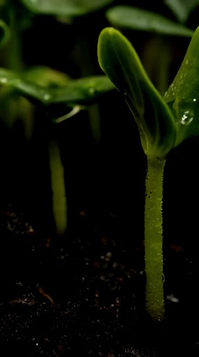 Philippine Agricultural Webinar & Farmers Technology Agricultural Learning Center #farmtechwebinars #agriculture #agriwebinars #farmwebinar #farmseminar #agrionlinetraining #agriculturewebinar #farmtech #farmtechnology #expertinagri | Philippine Agricultural Webinar