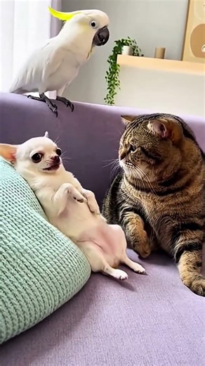 第一批回村过年的小猫都在干嘛🧨?#猫咪#草莓大福是只猫#Carry是只猫#萌宠