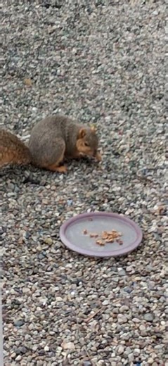 How to feed a squirrel pt. 141 Going Nuts