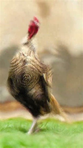 Best fight murgay🐓💥 |Hen breeding farm |Today |New video |2026