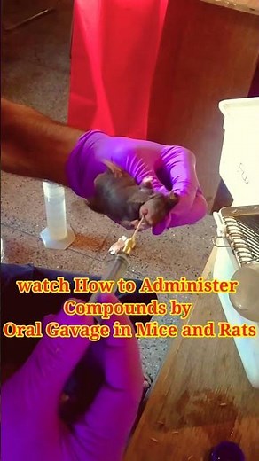 Oral dosing technique/ oral Gavage for Mice and Rats