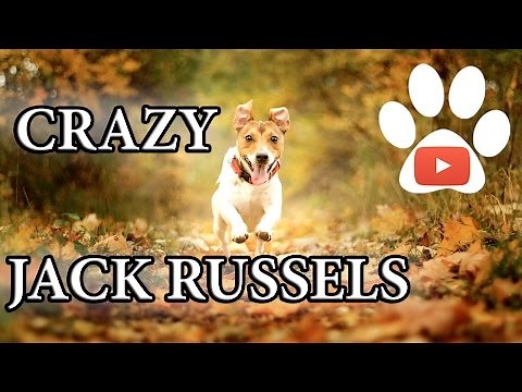 Crazy dogs Jack Russell Terriers - Compilation