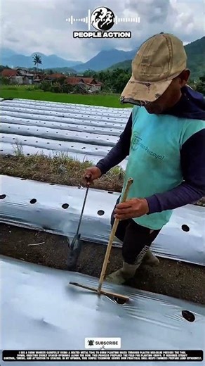 Farm Workers Burning Planting Holes During Plastic Mulch Field Preparation Action