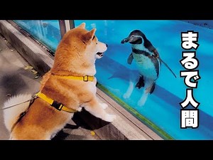 A Shiba Inu that enjoys the zoo more than my 2-year-old daughter, to the point where you might do...