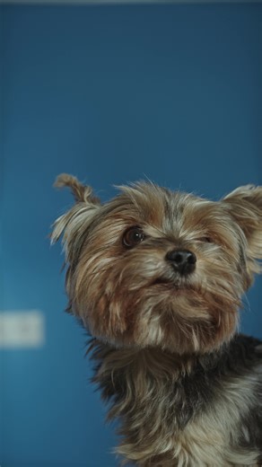 Understand your dog better - every day Learn inside the COMO app • Download & start today #dogtips #dogcare #doglife #petparents #dogowners