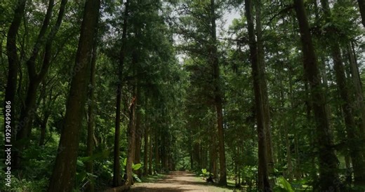 Fir Forest Path: A quiet path through towering trees where sunlight filters through.