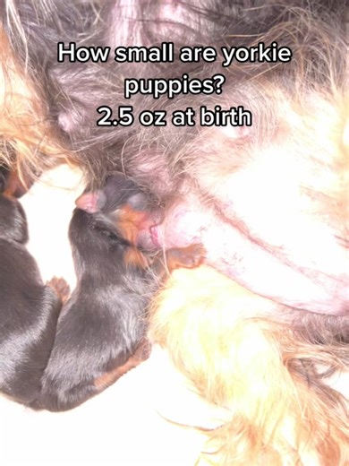Yorkie Puppy Growth: 2.5lbs at Birth to 4lbs Full Grown