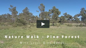 Watch Nature Walk - Pine Forest - With Local Bird Songs Online | Vimeo On Demand