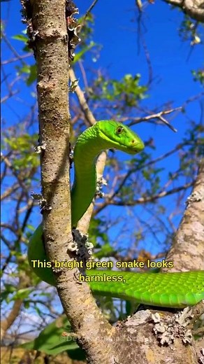 This Green Snake Is One of Africa’s Deadliest Killers
