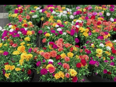 How to Care for Moss Rose & Purslane | Tips and How to Grow