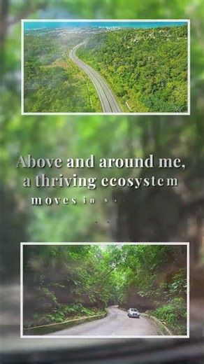 FERN GULLY, JAMAICA | WHERE LIGHT AND SHADOW DANCE #shorts