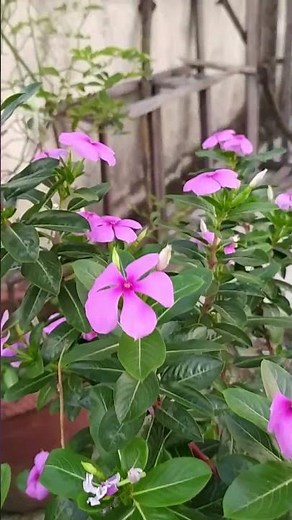 घर पर सदाबहार का पौधा कैसे उगाएं #PeriwinkleFlower #gardeningtipshindi #GardeningTips