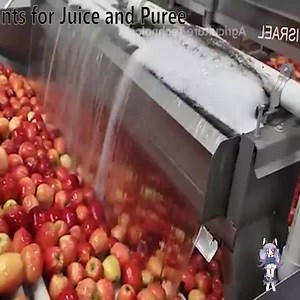 La Manzana Cultivo, Procesamiento, Plantas para Jugo y Puré | Los Indomables de Cedral