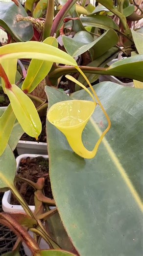 Nepenthes inermis | Jeremiah's Carnivorous Plants