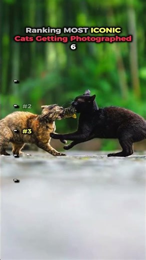 Most ICONIC Cats Getting Photographed 6 📸🐱