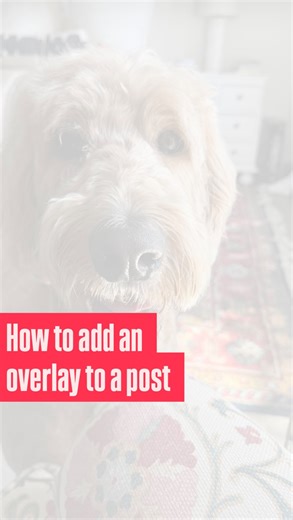 Emily Tumis / ETC Marketing Agency on Instagram: "Here’s an easy lesson on adding an overlay to a post. Let me know if there are other tutorials you want to learn!"
