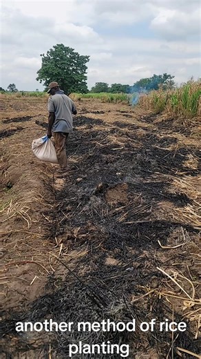 Rice Cultivation Techniques with Oxen: A Complete Guide