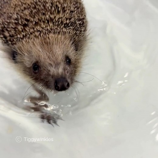 🦔💦 Time for hydrotherapy! Here’s one of our hedgehog patients enjoying his daily swim in our hospital bath. Hydrotherapy helps improve circulation, reduce swelling, and keeps muscles strong while they recover from injury. It’s a gentle, soothing way to speed up healing and get these spiky friends ready for a safe return to the wild! 💚 #tiggywinkles #hedgehogcare #WildlifeRecovery #HydrotherapyHealing #wildlifehospital #hedgehog | Tiggywinkles Wildlife Hospital