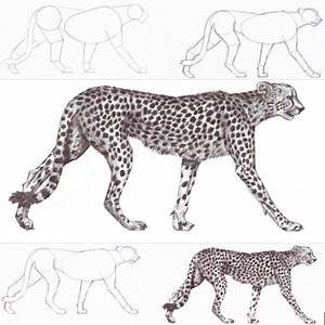 94K views · 1.6K reactions | How to draw a Cheetah side view for beginners Learn to draw at: veriartcenter.com ... | DRAWING PENCIL | Facebook