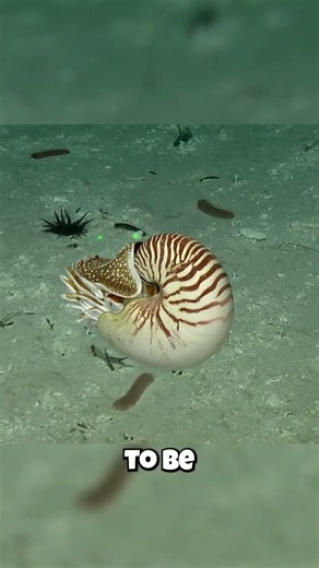 This Ocean Shell Will Violently Implode If It Swims Too Deep!