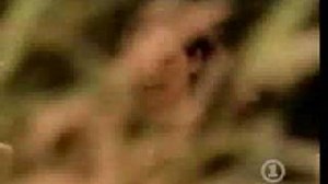 10.000 Maniacs - Peace Train