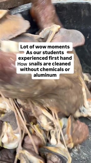 Starting a good snail farm requires some level of skill, we teach effortlessly how you can become a successful snail farmer