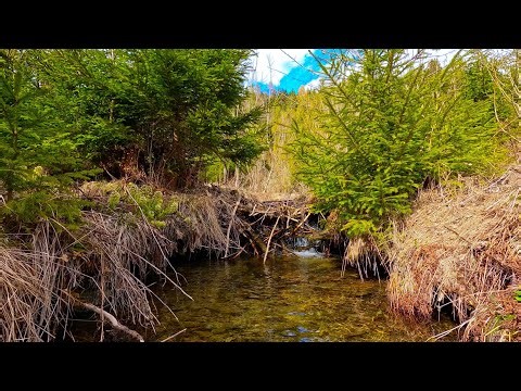 Forest stream 4K relaxing video with sounds of water