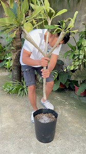 kalachuchi tree #kalachuchi #propagating #gardeningtips #gardeninspiration #plantbased | Jayson Gaylan