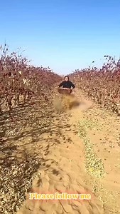 1.8K views · 2.5K reactions | Khajur Farming Technology in China #agriculture #farming #reels #viral | Lodhi Sonu Rajput | Facebook