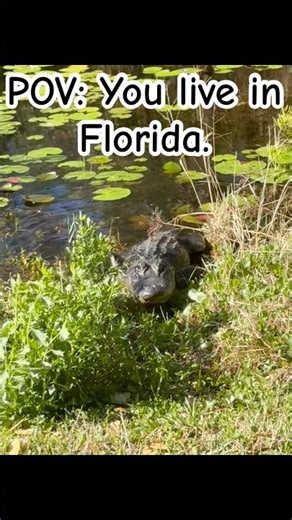 He decided he wanted a closer look... 🐊💨 TIME TO GO!! #adventures #gator #florida