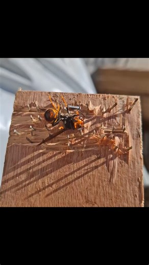 A défaut de raquette de badminton, j’ai fabriqué une tapette à frelon asiatique. Un bout de contre-plaqué et une bonne dizaine d’agraffes Et c’est fonctionnel 3 méthodes : - arriver à le taper en vol, mais faut être rapide 🐌 - attendre qu’il se pose, pas gagné non plus, - le taper qd il est en vol stationnaire, méthode que j'applique J’ai aussi installé un piège avec des bouteilles en plastique, du sirop, de la bière et du vin mais il n’est pas très efficace (3 frelons piégés en une semaine 🙃�