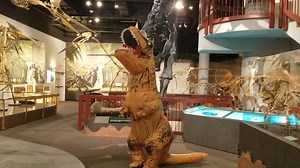 42 reactions · 11 shares | T. rex is taking the phrase "dance like nobody is watching" to a whole new level! Tag a friend who has some "cool" dance moves like this! 練  #trexdancemoves | Arizona Museum of Natural History | Facebook