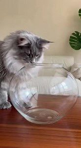 Absolute chonk vs. the fishbowl challenge—fluff physics in full display 🐾🤣 | Queens of Sass