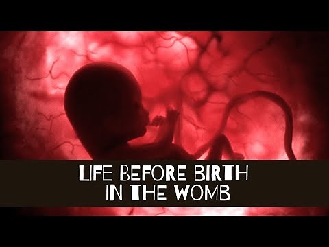 Life Before Birth - In the Womb - BabyChakra