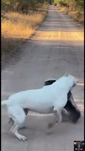 Dog vs Honey Badger – Brutal Wildlife Fight Caught on Camera