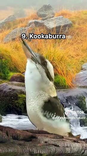 10 Weird Bird Sounds Compilation