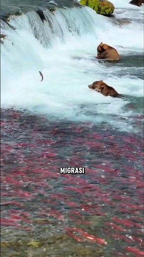 Life Cycle and Reproduction of Salmon Fish!