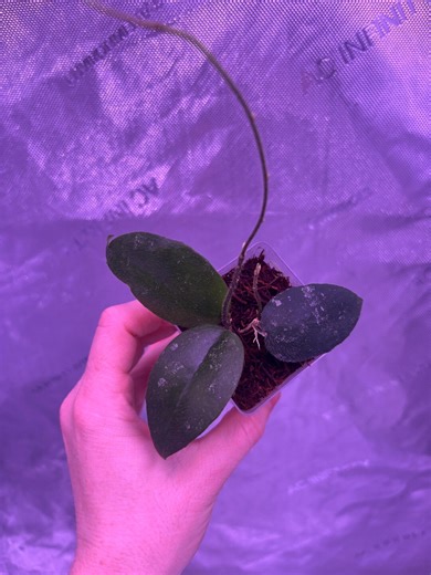 Hoya Caudata - Etsy