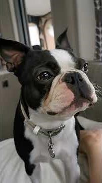 Howling Boston Terrier