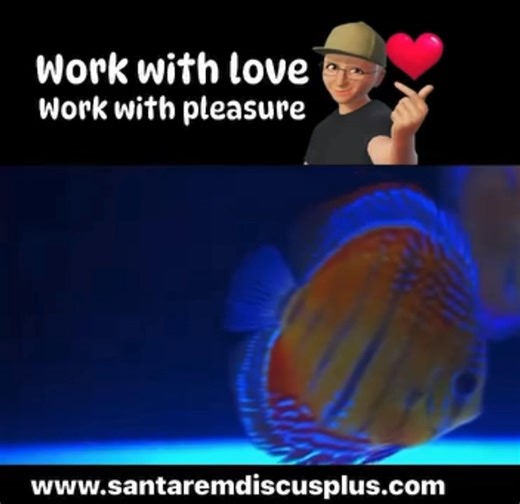 Working with love for your profession! This has been Vitor Hugo Quaresma's focus for 42 years, making this passion his daily life! Observing thousands of Discus fish every day! | Santarem Discus Plus