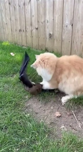 Mother Cat Attacks Bat to Save Her Kitten | Real Backyard Horror Footage