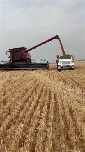 Case IH Combine Unloads on The Go