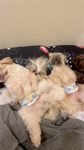 1.4M views · 19K reactions | Tinatagong baho ng mga pango  | Shang Pooches | Facebook